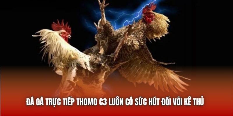 Đá gà trực tiếp Thomo C3 luôn có sức hút đối với kê thủ 