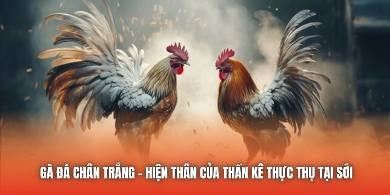 Gà Đá Chân Trắng - Hiện Thân Của Thần Kê Thực Thụ Tại Sới